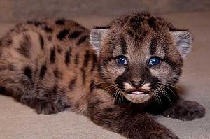 Baby-cougar.jpg