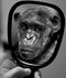 Monkey-Mirror.jpg